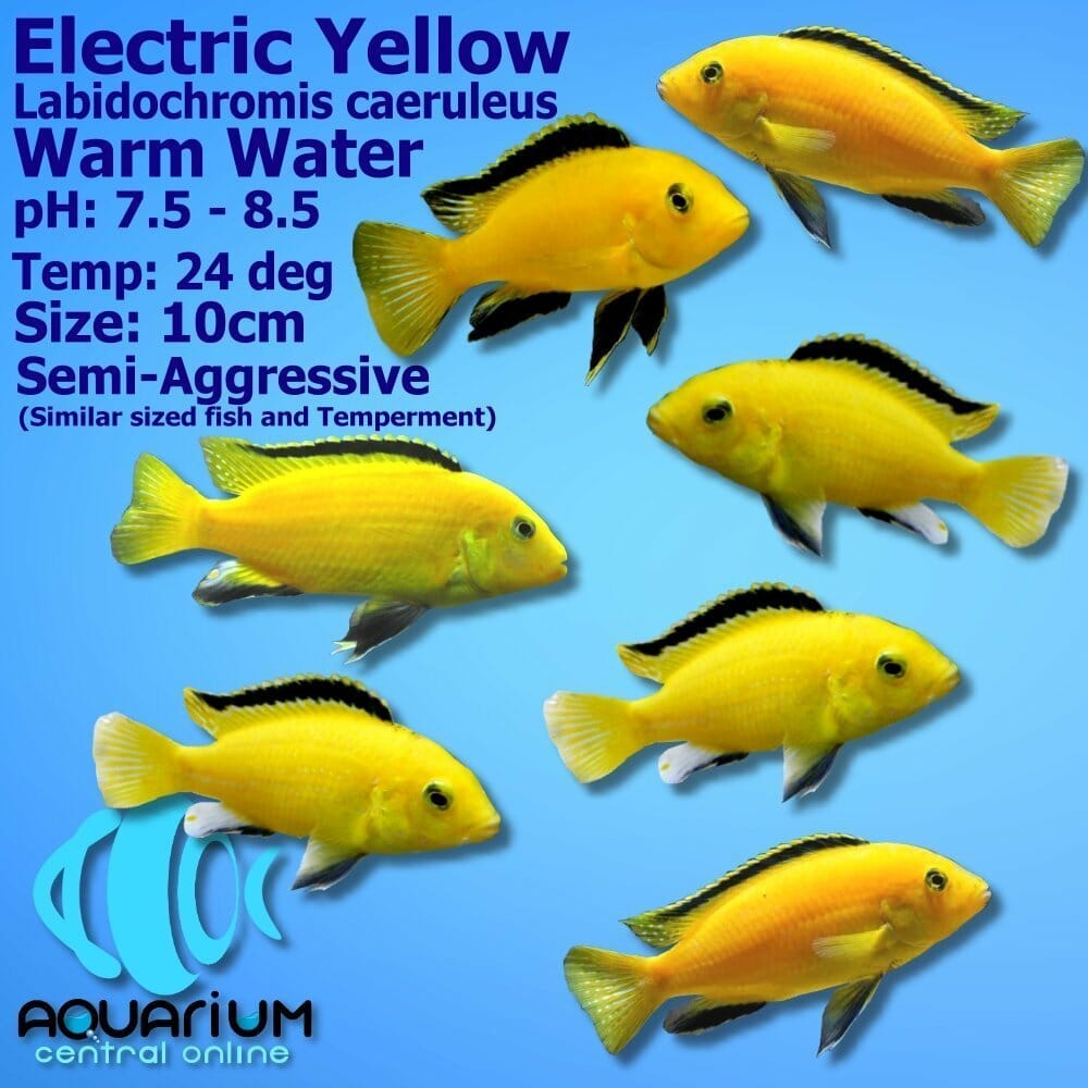 Electric-Yellow-JPG.jpg