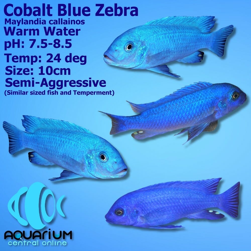 Cobalt-Blue-Zebra-JPG-1.jpg