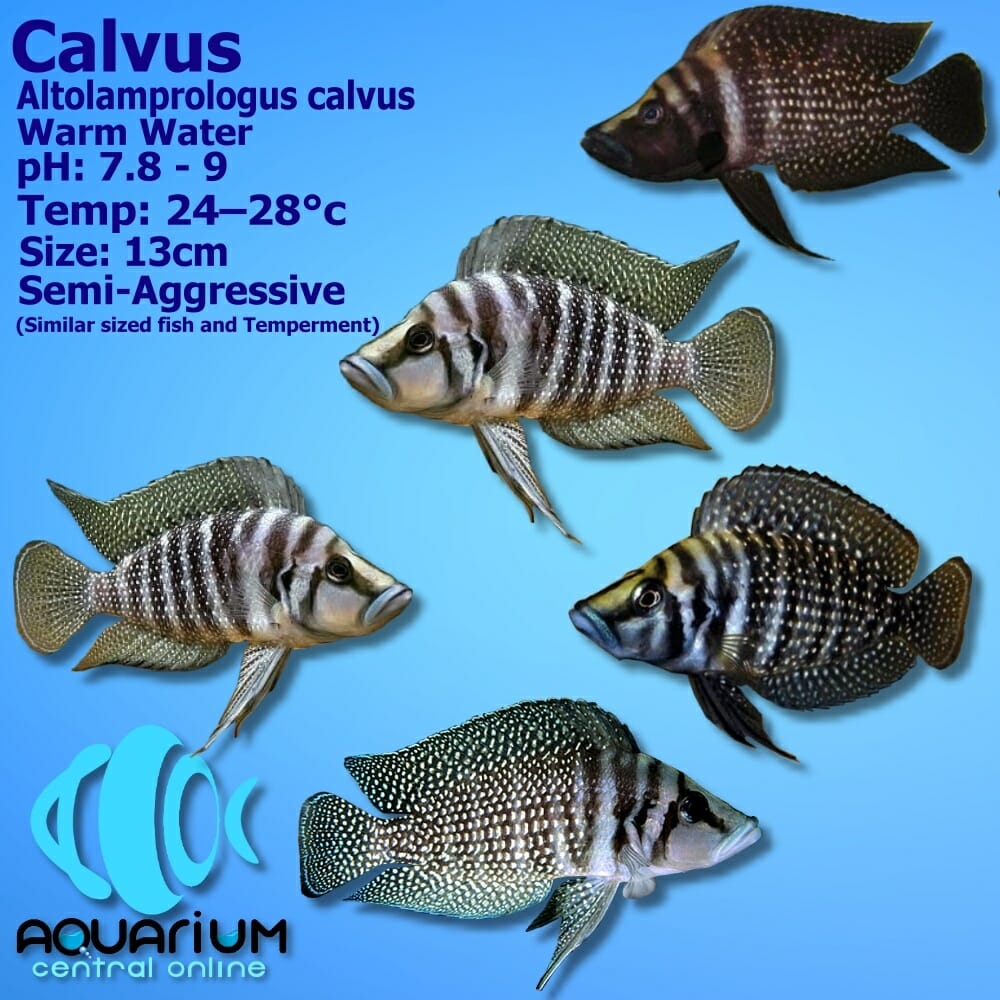 Calvus-JPG.jpg