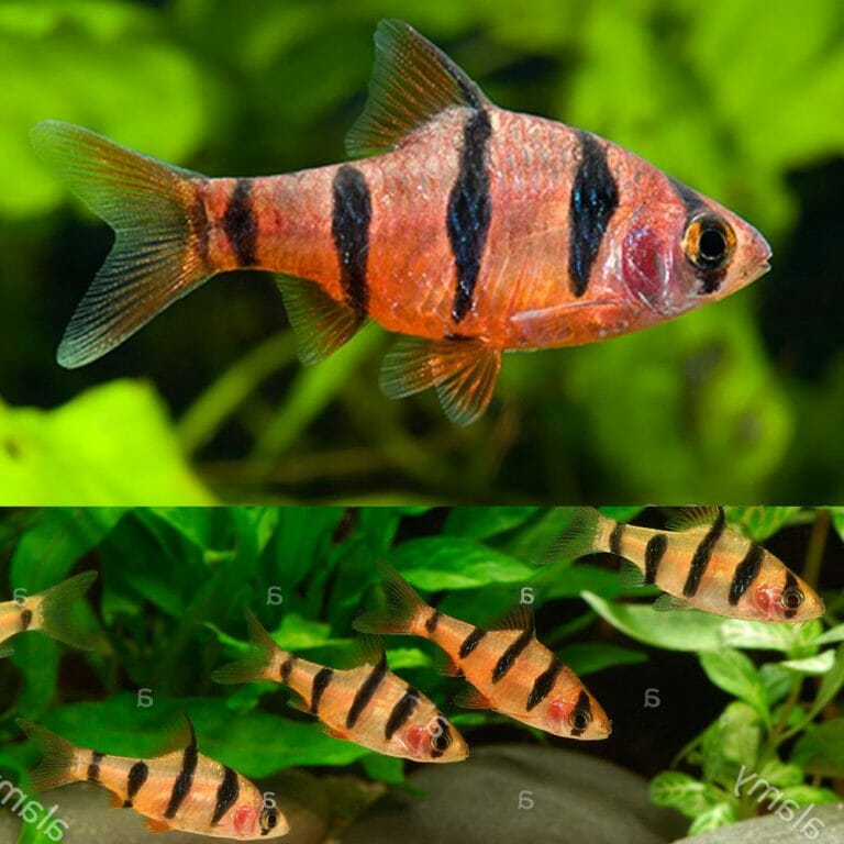 Aquarium Central Barb Five Banded Barb (Desmopuntius pentazona ) 2