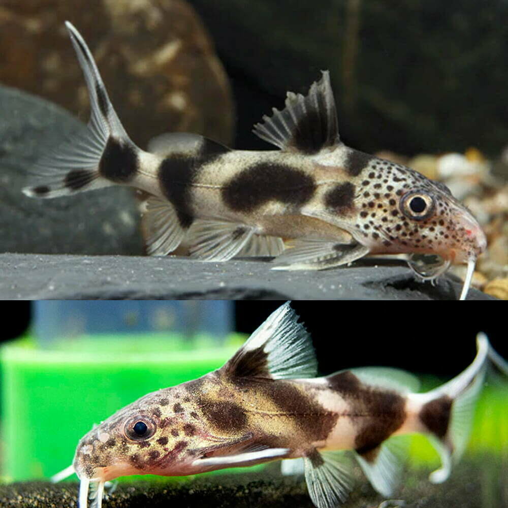 Aquarium Central Australian Native Freshwater Longnose Pipefish "Freshwater Seahorse