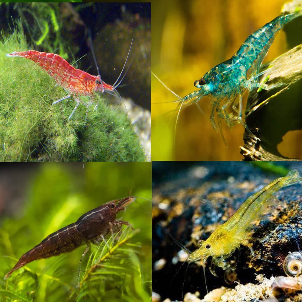 Shrimp and Crayfish Aquarium Central