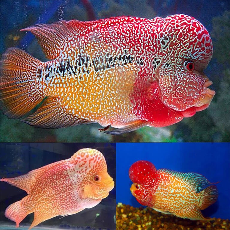 Aquarium Central Cichlid Red Gold Dragon Fader Flowerhorn 6cm