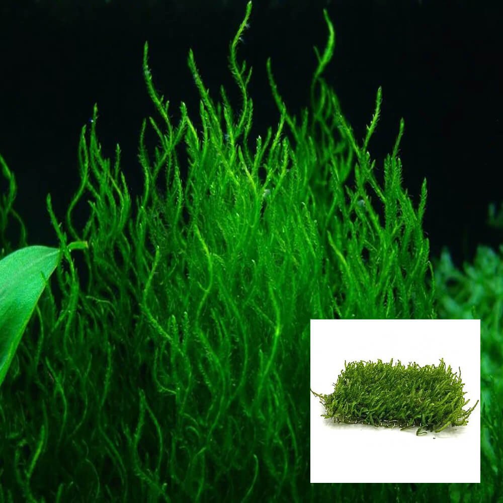Aquarium Central Live Plant Phoenix Moss ( Fissidens Fontanus) 5cm