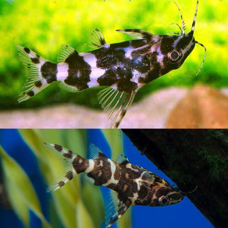 Aquarium Central Catfish Zebra UpsideDown Catfish (Synodontis